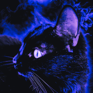image d'un chat noir pour illustrer l'article sur les superstitions le concernant